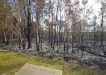 Wildflower Fire 2019 Foreshore Burnt