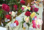 CCLAC - Some of the beautiful blooms on display at the flower show
