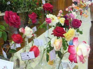 CCLAC - Some of the beautiful blooms on display at the flower show