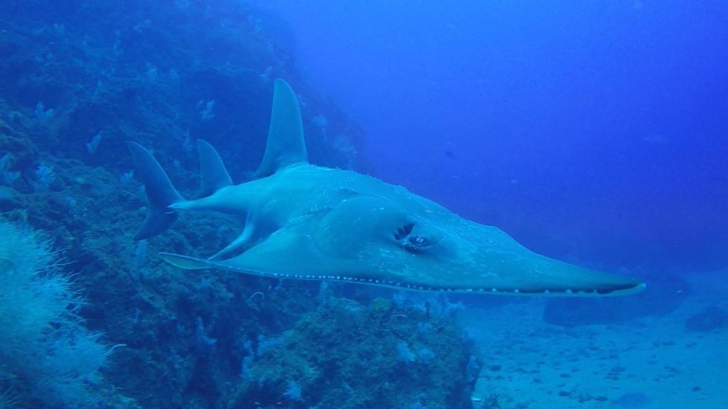 Sanctuary for Guitar Sharks at Wolf Rock | Rainbow Beach Community News