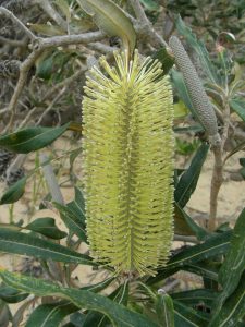 The banksias were made famous by May Gibbs in her Snugglepot and Cuddlepie books. Photograph by Mary Boyce 