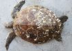 Juvenile turtle that was stranded on the end of K’Gari (Fraser Island) and sent to Australia Zoo Animal Hospital for treatment