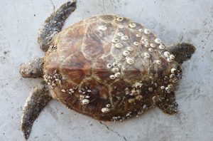 Juvenile turtle that was stranded on the end of K’Gari (Fraser Island) and sent to Australia Zoo Animal Hospital for treatment