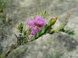 The Melaleuca thymifolia or Thyme-leaved honey myrtle available from City Farm. Photo: Mary Boyce 