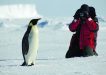 Antarctica Wildlife