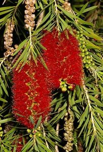 The Melaleuca viminalis or Weeping bottlebrush is hardy in most soils - Photograph: www.anspa.org.au