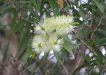 Melaleuca salicina - photo by planetnet.rbgsyd.nsw.gov.au