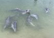 Dolphin feeding at Tin Can Bay March 2020