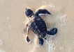 Photo by Turtlecare volunteer Jan Waters - one of the latest hatchlings to make it to the water alive and well at Rainbow Beach