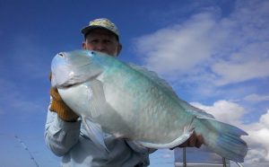 Tin Can Bay Fishing Club - A beaut 71cm Black Spot TuskFish caught and released in the Sandy Straits by Tin Can Bay Fishing Club member Ron Cox