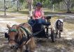 You may have seen Vicki Lawler with her Shetland ponies, Anzac and Digger around the coast recently