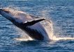 The Humpback Whale northerly migration is in full swing with the giant mammals giving birth in the warmer coastal Australian waters