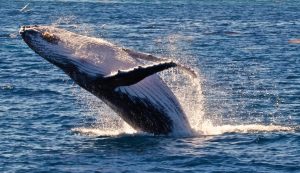 The Humpback Whale northerly migration is in full swing with the giant mammals giving birth in the warmer coastal Australian waters