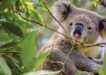 The Wildwatch Gympie is a fantastic site to share animal sightings, the location, the condition of the animals and it is all recorded to help our wildlife