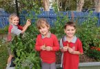 Tin Can Bay State School - The Garden Club has been harvesting fresh vegetables this month!