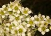 Leptospermum Polygalifolium is the City Farm flower of the month