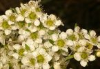 Leptospermum Polygalifolium is the City Farm flower of the month