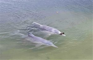 Mystique continues to show off to the delight of the visitors to the dolphin centre