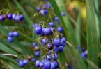 The Dianella Caerulea is City Farm’s plant of the month