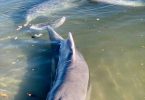 Feeding the dolphins should be on your must-do list when you visit the Cooloola Coast