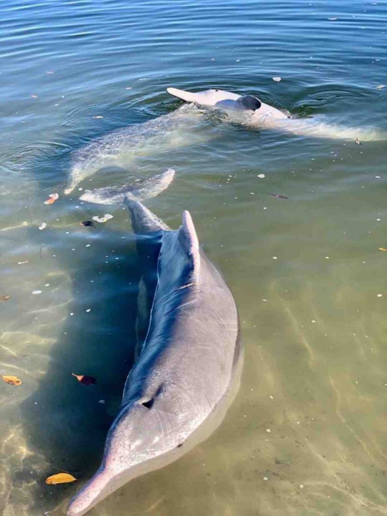 Arrive early to feed the dolphins | Rainbow Beach Community News