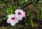 City Farm’s plant of the month is the Pandorea jasminoides rosea