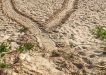 Keep a lookout for the distinctive turtle tracks on the beach and report them to Cooloola Coastcare