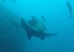 The Grey Nurse Sharks were caught on camera by Wolf Rock Dive beginning their mating courtship