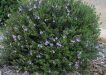 City Farm - Westringia fruticosa is a known as Coastal Rosemary and is a hardy all rounder