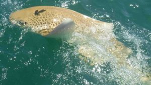 TCB Fish Club - This Leopard Shark was snapped before its release