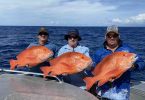 Happy guys fishing on the Keely Rose with a triple hook up on spectacular Red Emperor