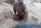 Murray Sambell, trained TurtleCare volunteer, clears sand off the flippers of the huge green turtle at Double Island Point ready for tagging