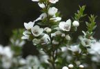 City Farm Plant of the Month “Leptospermum speciosum”, commonly known as “Showy Tea Tree”