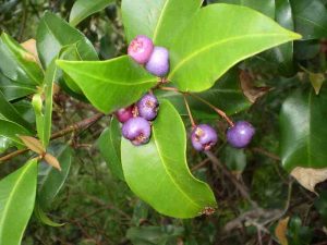 Syzygium oleosum commonly known as ‘Blue lillypilly’