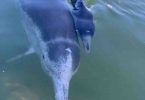 Dolphin - Ella and baby Shadow RIP
