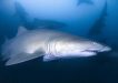 Divers note a major breakthrough in Grey Nurse Shark research Image Justin Cally