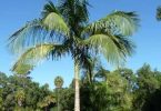 City Farm - Archontophoenix cunninghamiana, commonly known as the Bangalow Palm