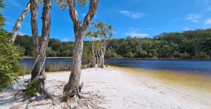 Beautiful Poona Lake is where one of the campsites for the proposed Cooloola Great Walk will be situated 