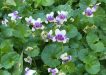 Comm City Farm - Viola hederacea enjoys the shade