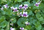 Comm City Farm - Viola hederacea enjoys the shade