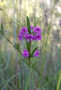 Wildflowers - Wallum Mirbelia (Mirbelia rubifolia) is commonly seen mixed among the shorted plants