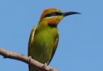 Keep an eye out for the colourful rainbow bee-eater - image credit Melissa Marie
