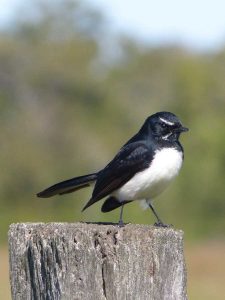 The dapper willie wagtail is a friendly yet feisty visitor to our gardens Photo credit - Melissa Marie