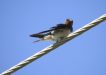 Keep an eye out for the visiting barn swallow
