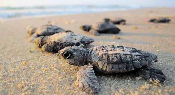 Marine turtles hatching on the beach. Photo credit: cooloolacoastcare.org.au