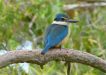 The gorgeous sacred kingfisher, photographed by Melissa Marie at Harrys Hut, Cooloola Recreation Area