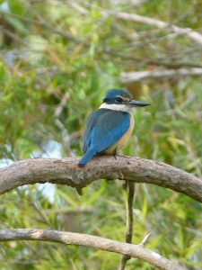 The gorgeous sacred kingfisher, photographed by Melissa Marie at Harrys Hut, Cooloola Recreation Area