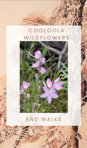 Purchase your Cooloola Wildflowers and Walks booklet from any of the local retailers listed