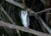 This masked owl was recently photographed by Kathy Walter on Freshwater Road