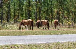 Wild horse grazing beside the road